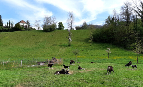 Geissli in Landschaft