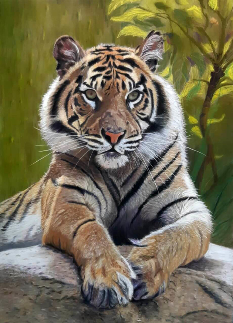 Bengaltiger_Pastellkreide_35_50
